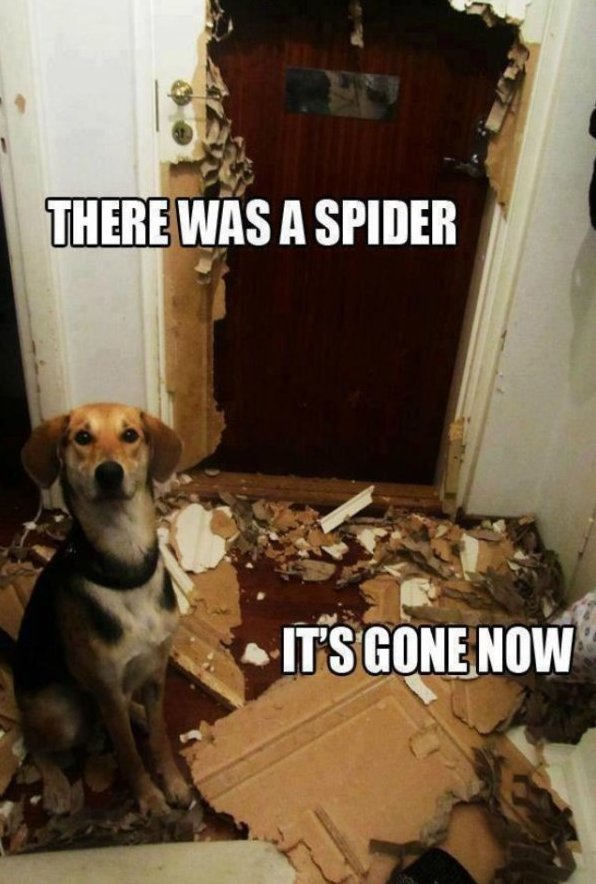 Funny – The Spider