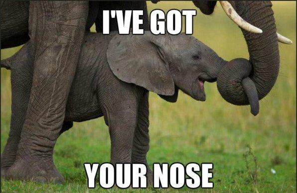 Got Your Nose