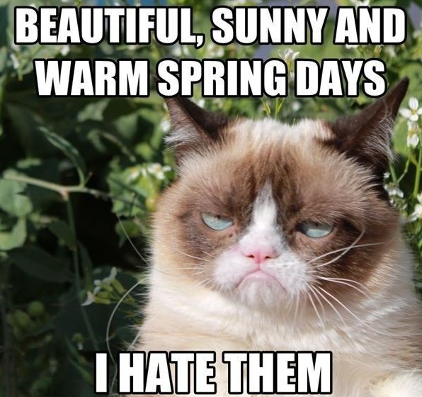 Grumpy Cat And The Spring