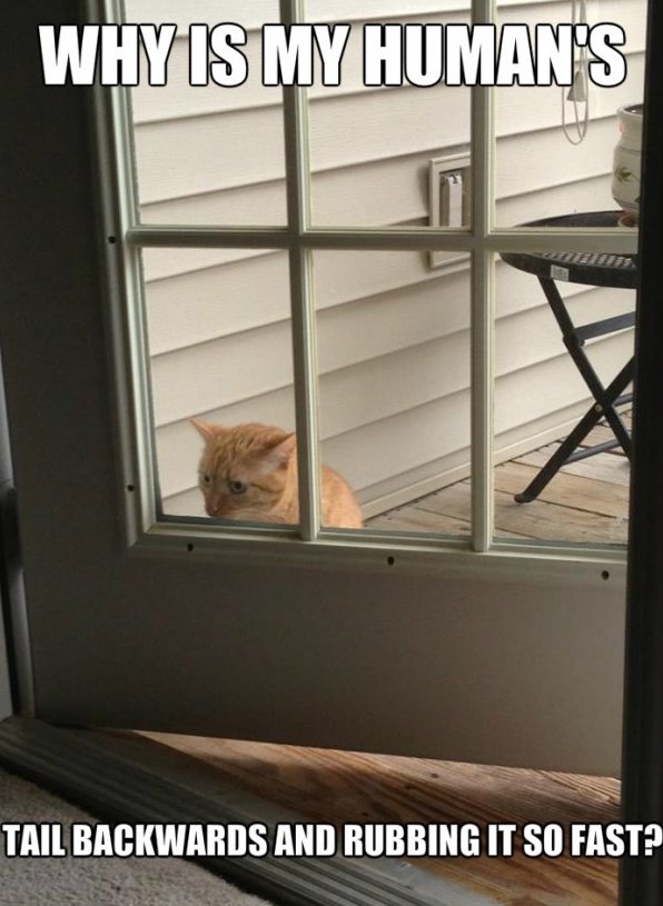 Suspicious Cat