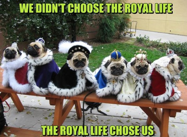 We Didnt Choose The Royal Life