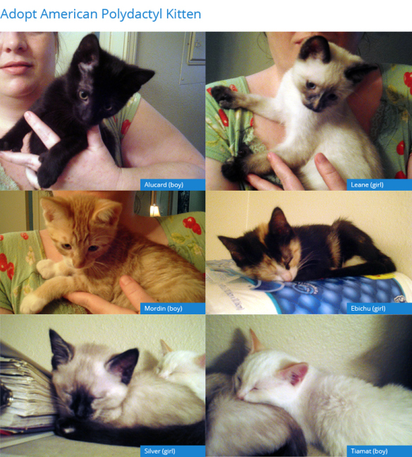 6 Amazing American Polydactyl Kittens need your help! Let’s find them a good home!