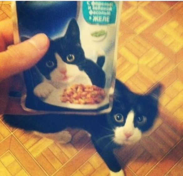 Cat Food Cat, IRL