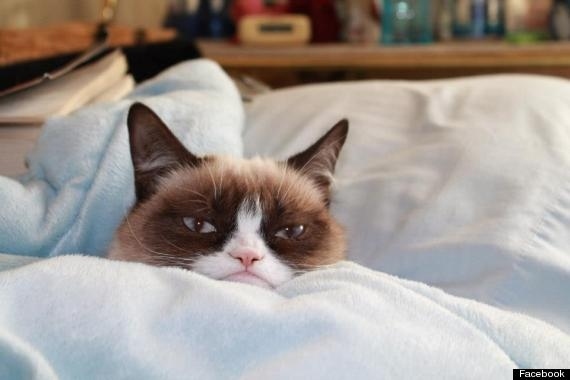 24 Cats That Are So Single Right Now