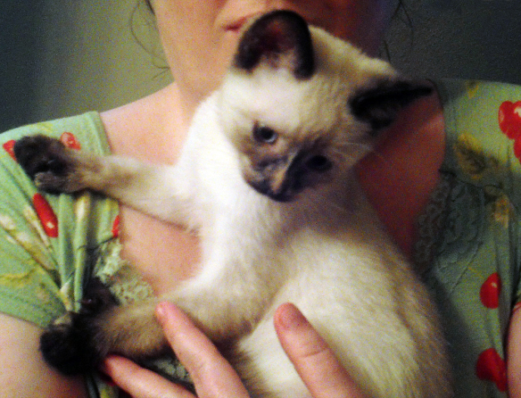 6 Amazing American Polydactyl Kittens need your help! Let’s find them a good home!