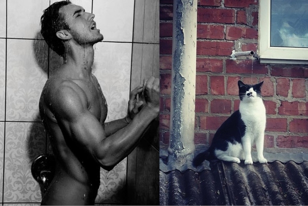 27 Cats Who Could Clearly Be Male Models