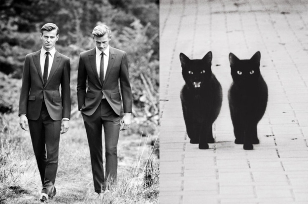 27 Cats Who Could Clearly Be Male Models