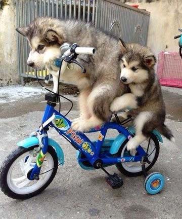 Cycling is good exercise if you’re a little husky