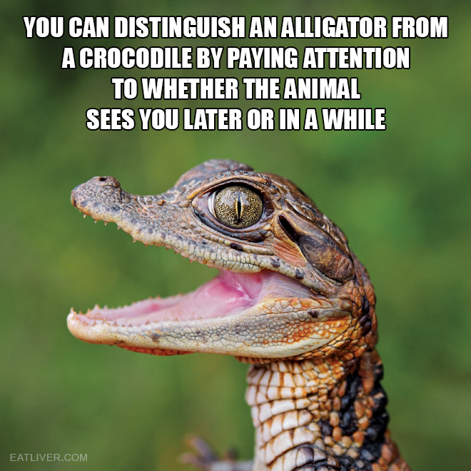 You can distinguish an alligator from a crocodile by paying attention to whether the animal sees you later or in a while.