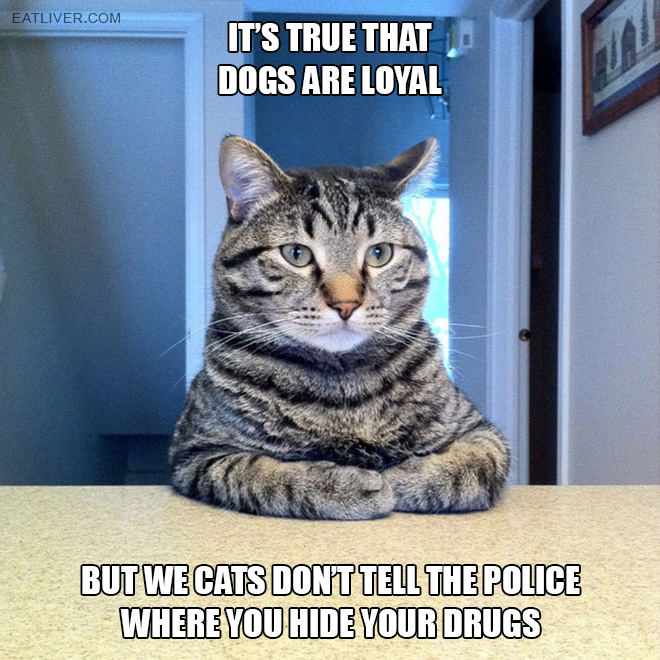 It's true that dogs are loyal but we cats don't tell the police where you hide your drugs.