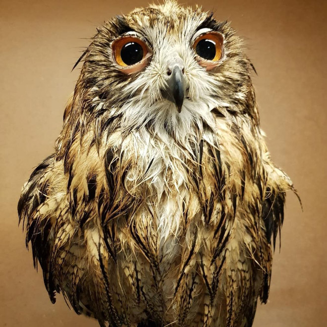 Adorable wet owl baby.