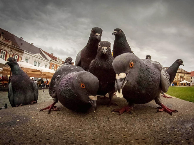 Pigeons posing for a music album cover.