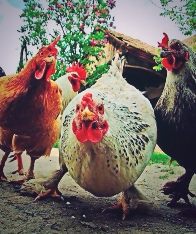 Chickens posing for a music album cover.