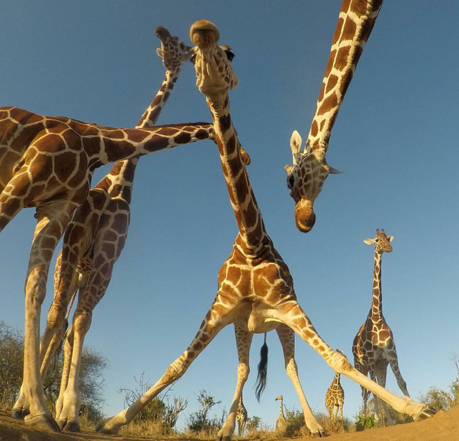 Giraffes posing for a music album cover.