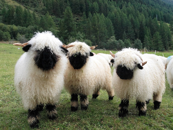 Sheep posing for a music album cover.