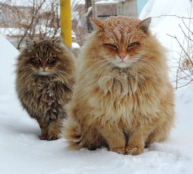 Cats posing for a metal album cover.