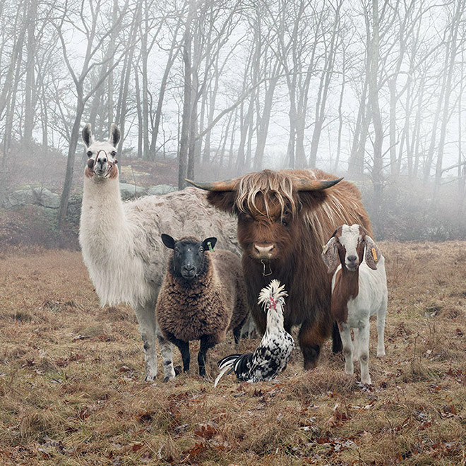 Animals posing for a music album cover.