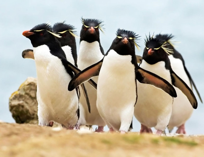 Penguins posing for a music album cover.