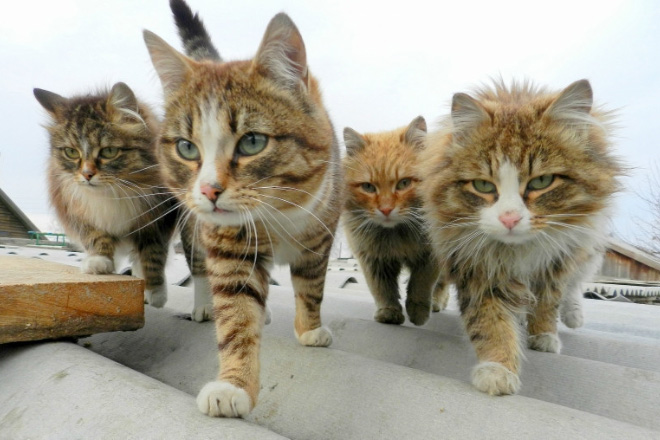 Cats posing for a music album cover.