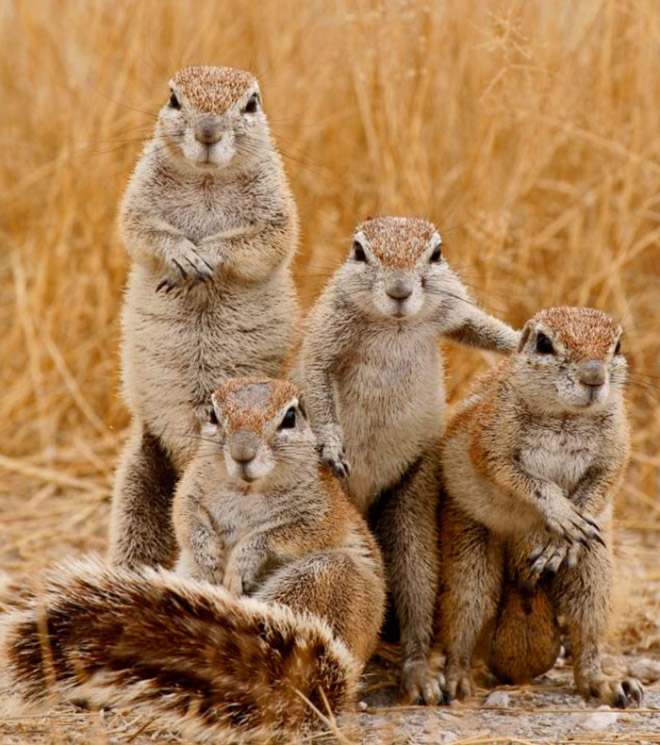 Squirrels posing for a music album cover.