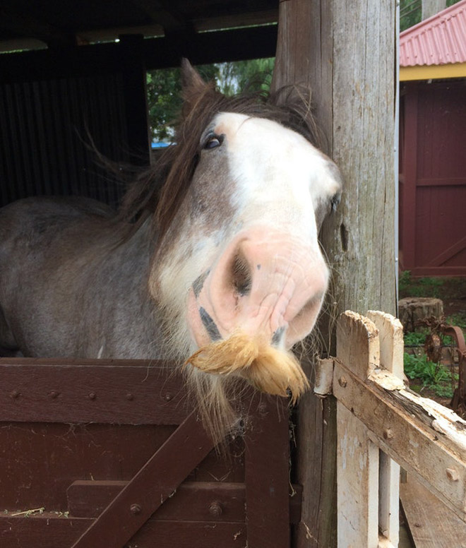 Funny mustached horse.