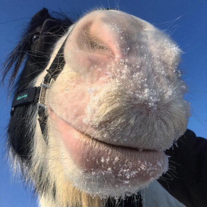 Snowy horse mustache.