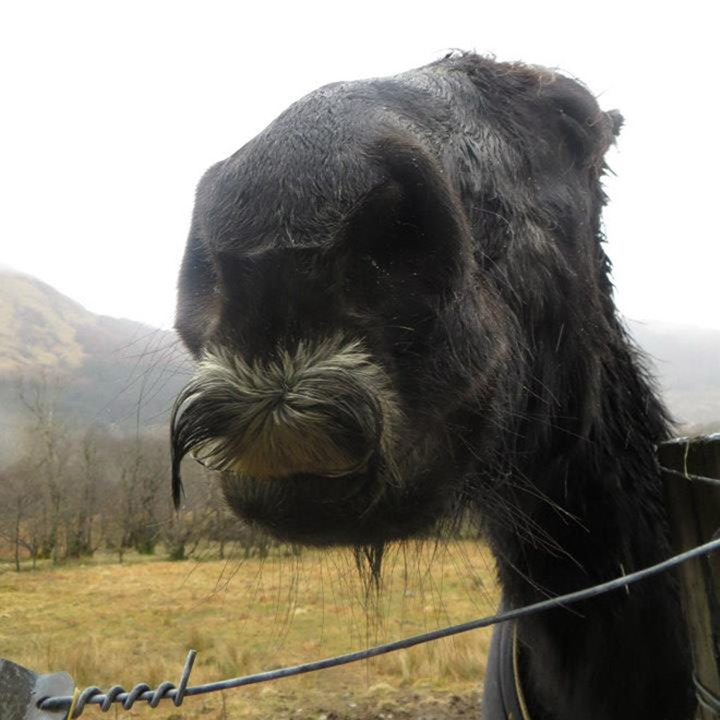 Black horse mustache.