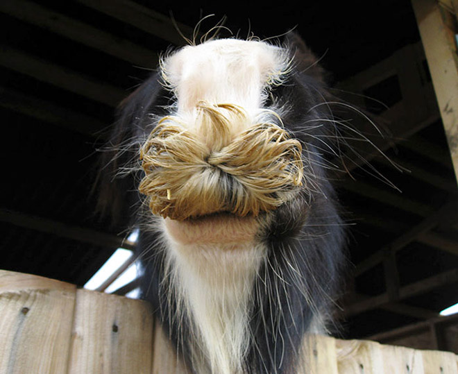 Weird horse mustache.