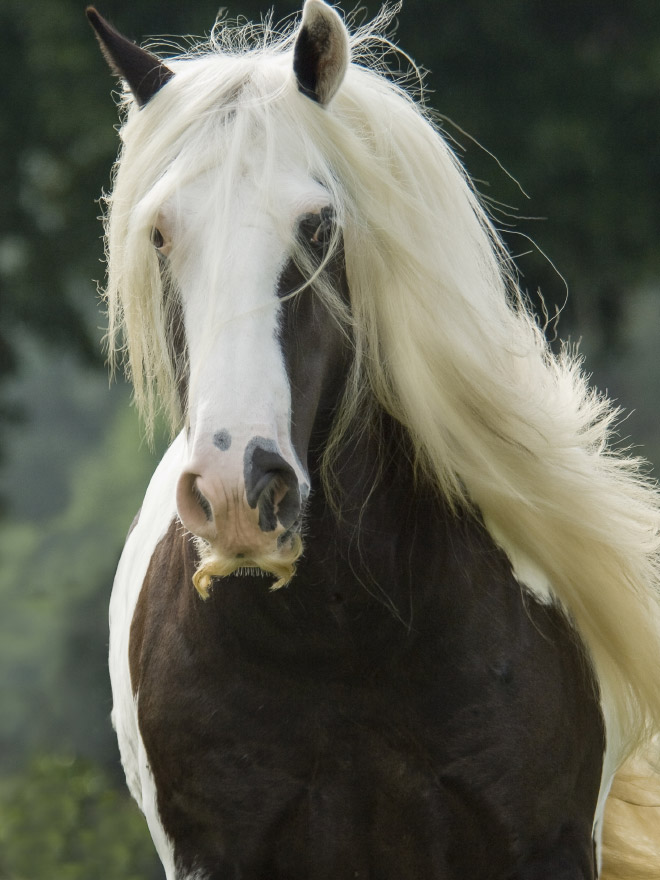 Beautiful horse mustache.