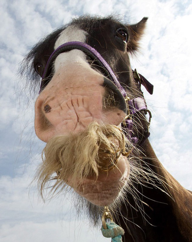 Funny horse mustache.