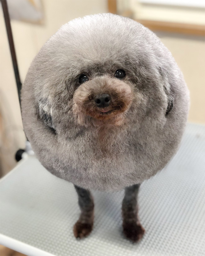 World's roundest dog.