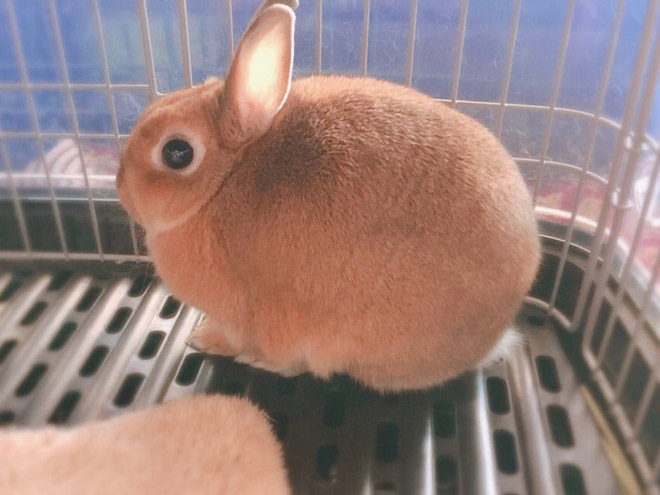 Cute round rabbit.