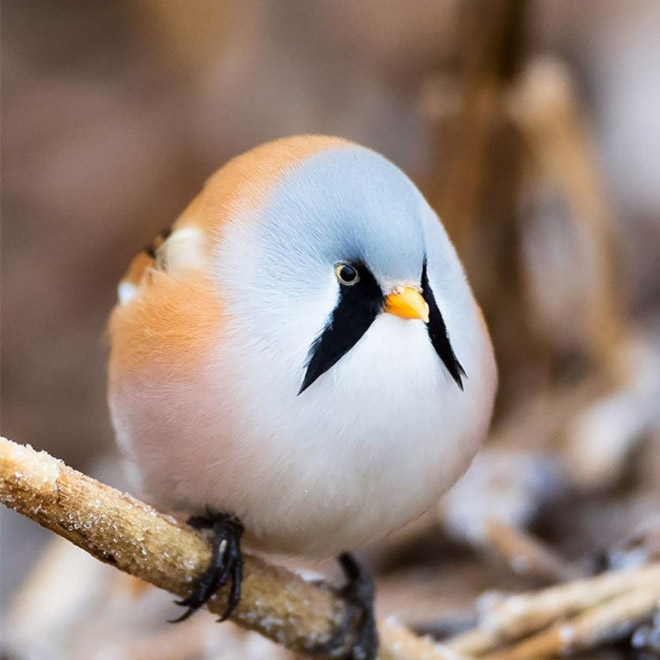 World's roundest bird.