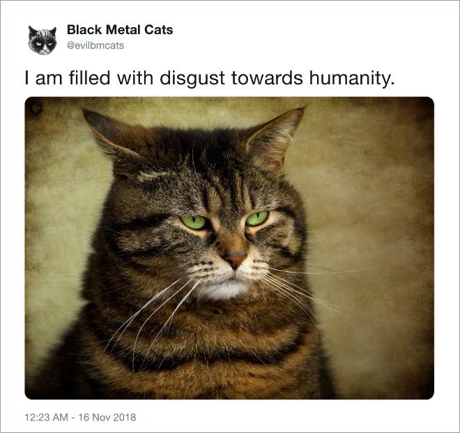 Heavy metal cat is disgusted with humanity.