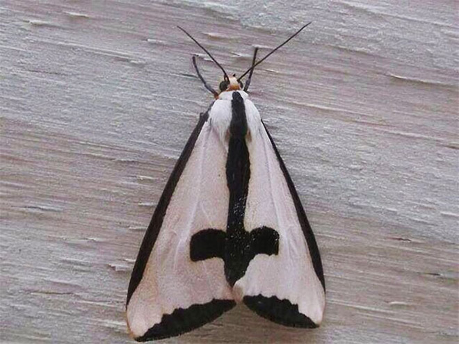 Metalhead moth.