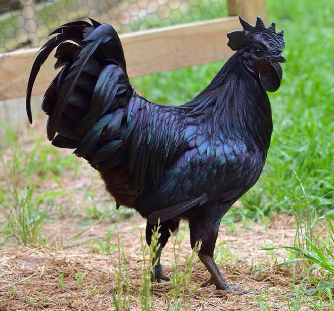 Metalhead rooster.