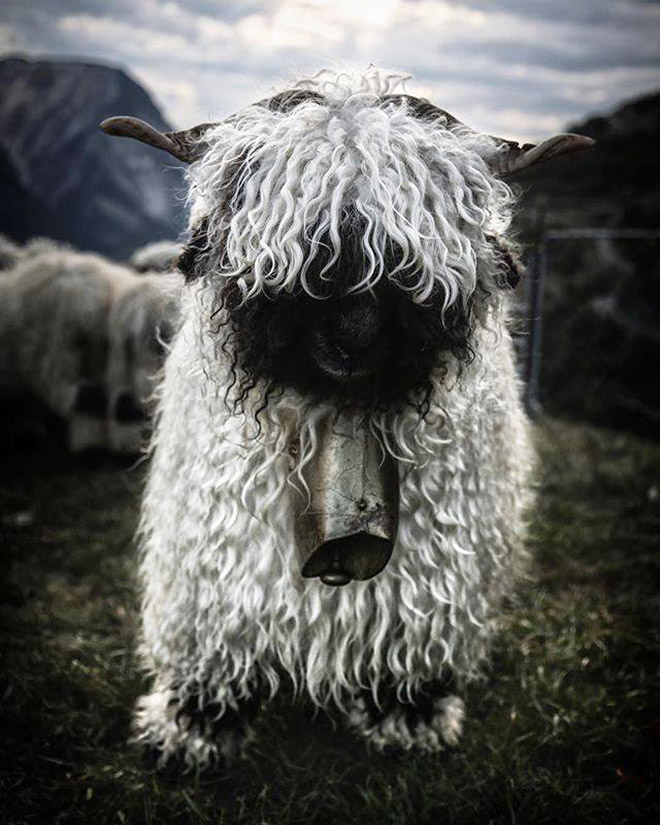 Metalhead sheep.