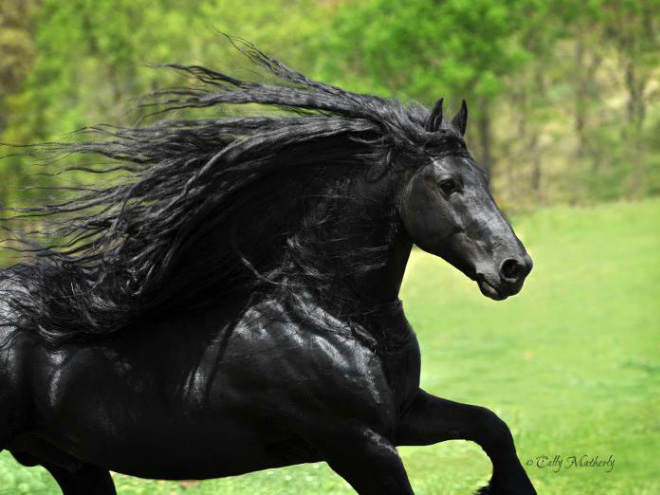 Metalhead horse.