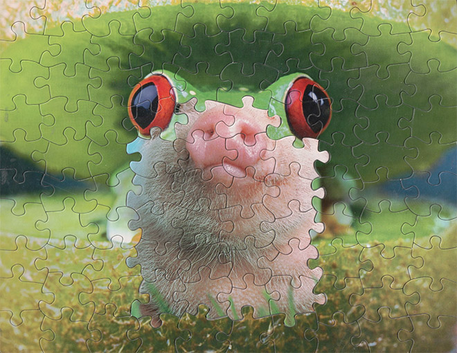Frog / pig puzzle montage.