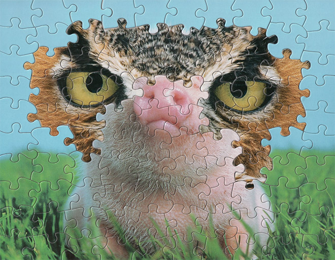 Owl / pig puzzle montage.