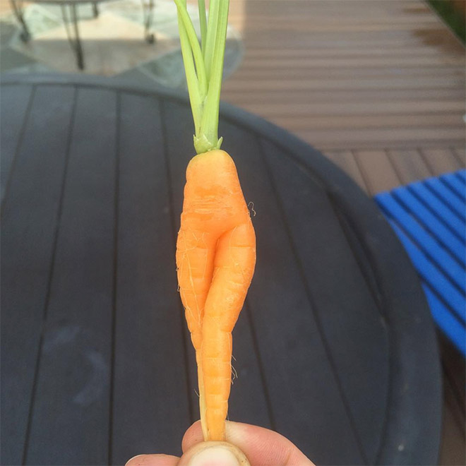 Funny seductive carrot legs.