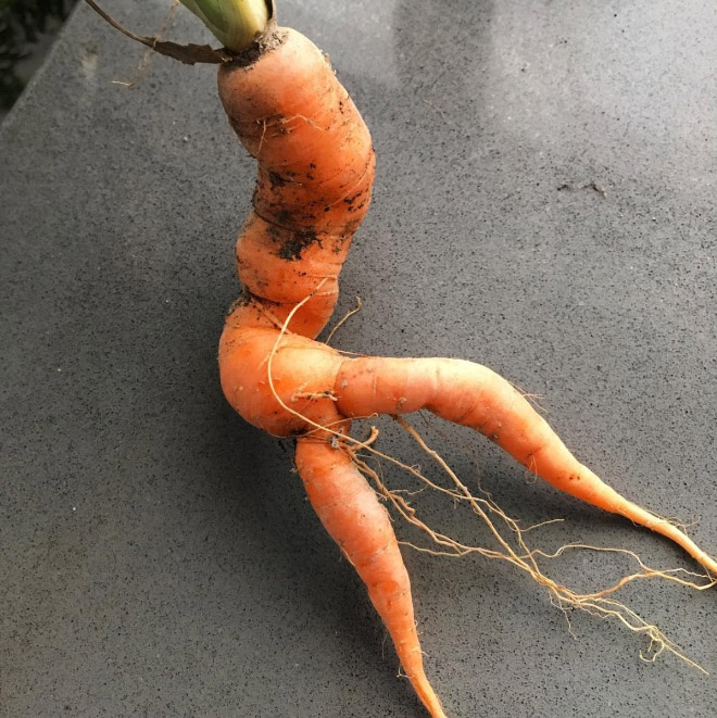 Funny seductive carrot.