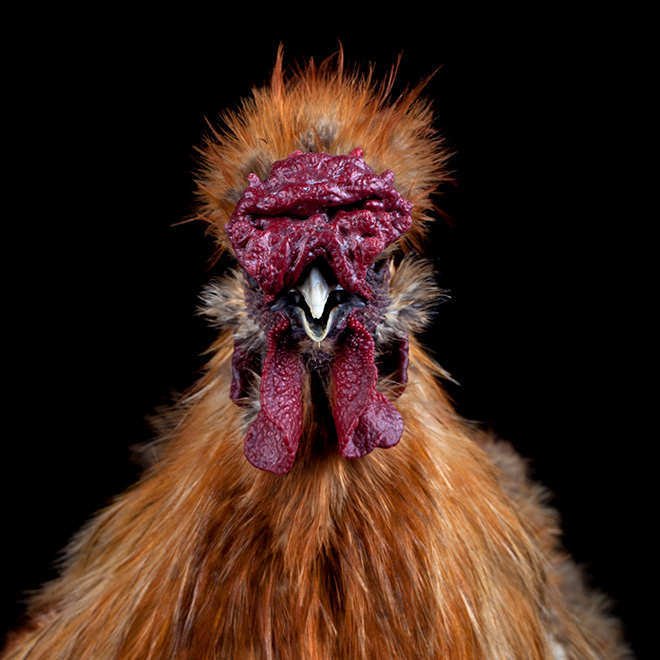 Creepy ugly chicken.