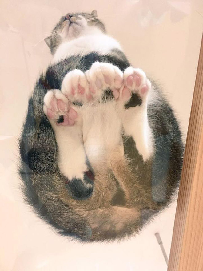 Funny cat paws on a glass table.