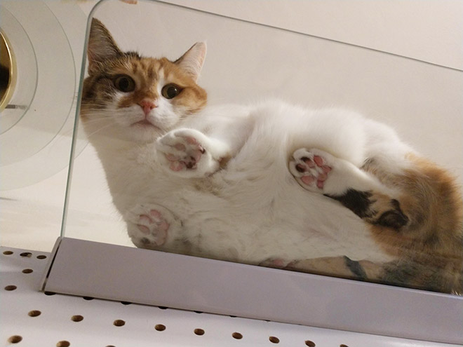 Cat laying on a glass table.
