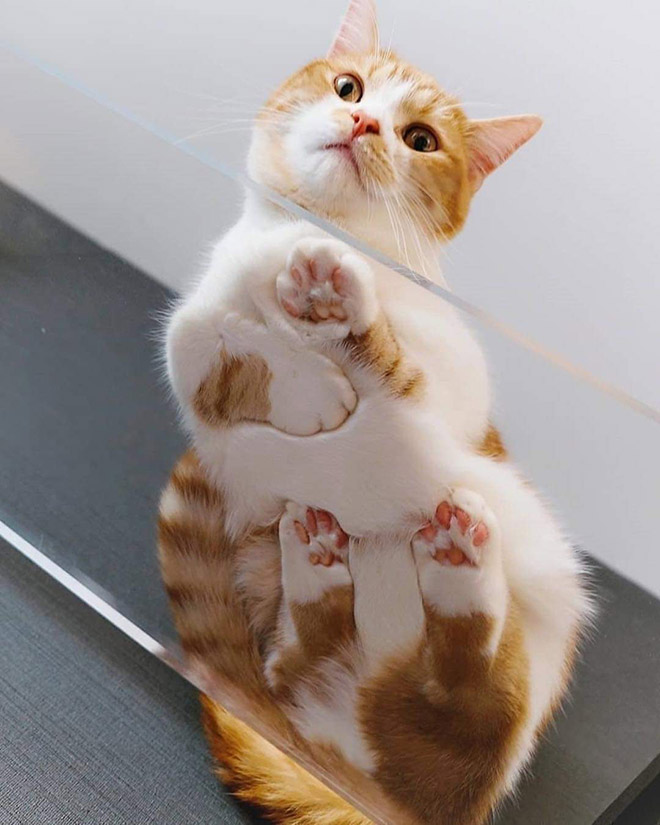 Adorable paws on a glass table.