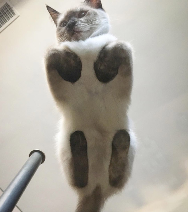 Levitating cat.