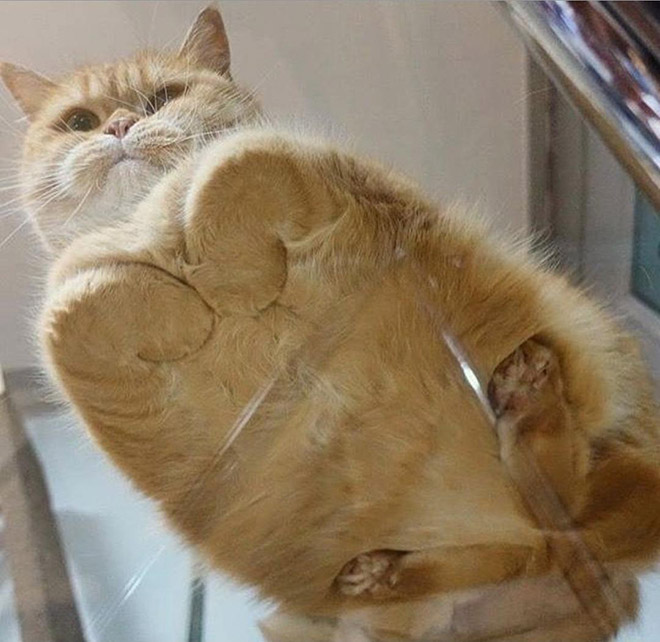 Fat ginger cat laying on a glass table.