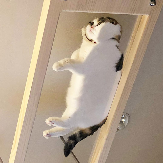 cat sleeping on a glass table.