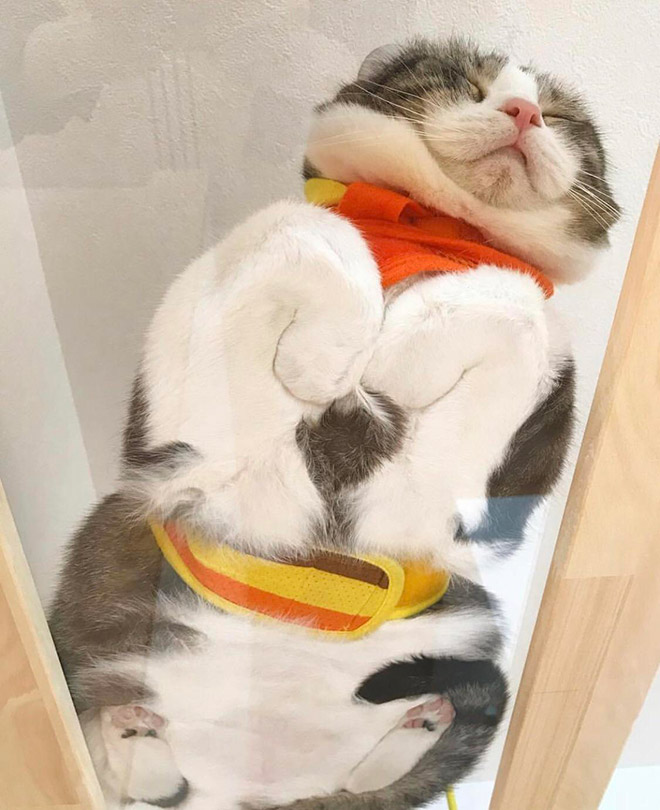 Adorable cat sleeping on a glass table.